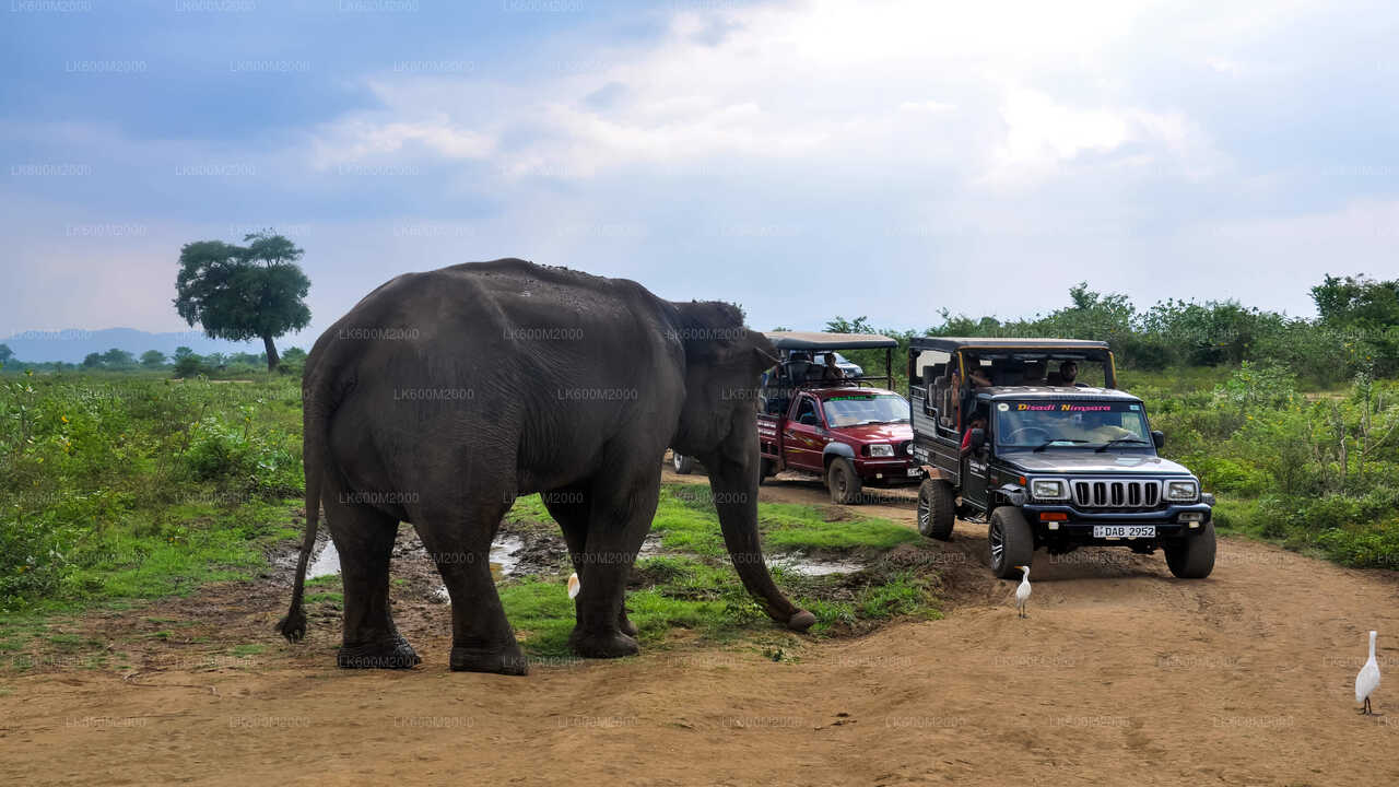 Safari au parc national d'Udawalawe au départ d'Ella
