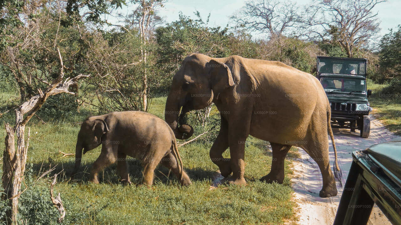 Safari dans le parc national de Yala au départ de Galle