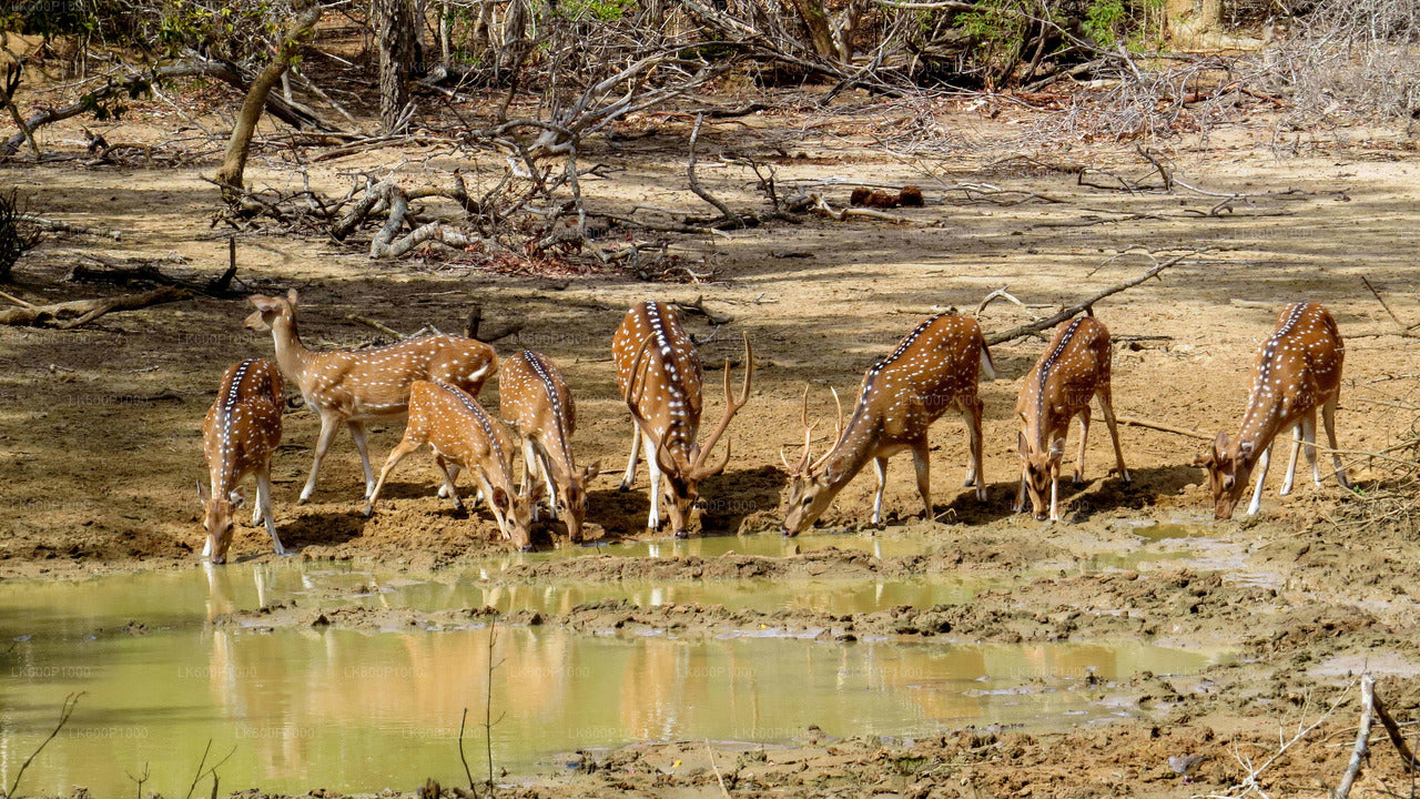 Safari dans le parc national de Yala au départ de Galle