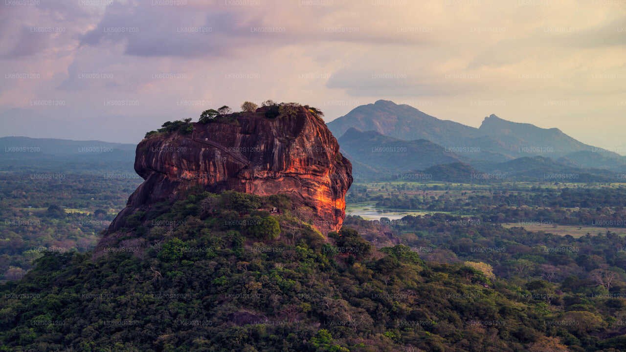 Safari sur le rocher de Sigiriya et les éléphants sauvages au départ de Habarana