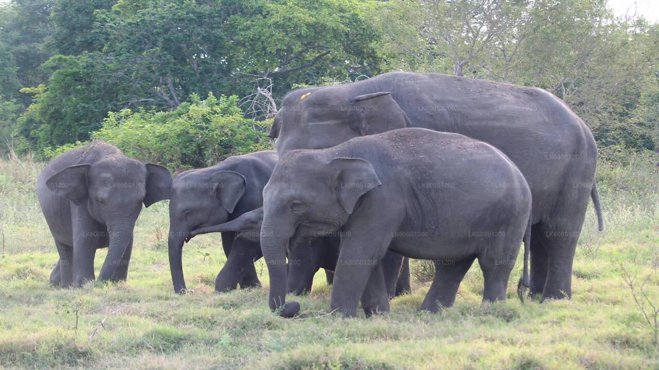 Safari sur le rocher de Sigiriya et les éléphants sauvages au départ de Habarana