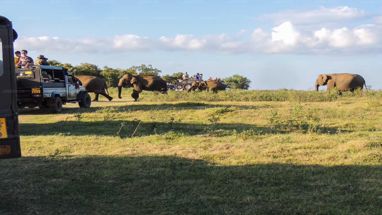 Safari sur le rocher de Sigiriya et les éléphants sauvages au départ de Habarana