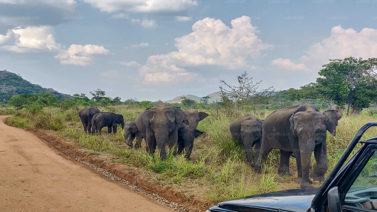 Safari sur le rocher de Sigiriya et les éléphants sauvages au départ de Habarana