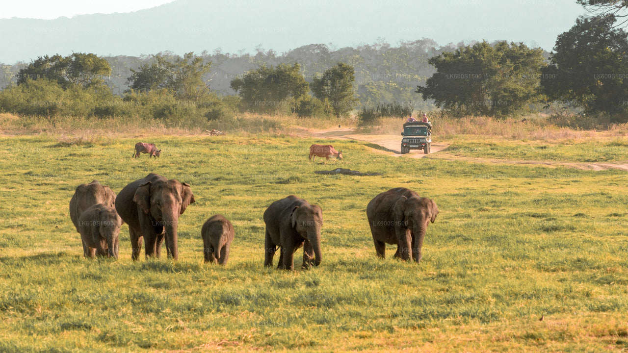 Ancien royaume de Polonnaruwa et safari à dos d'éléphants sauvages au départ de Habarana