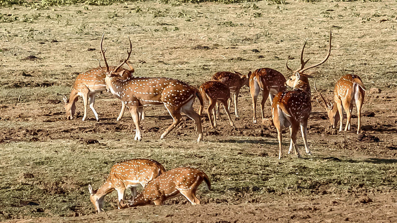 Safari dans le parc national d'Udawalawe au départ de Hikkaduwa