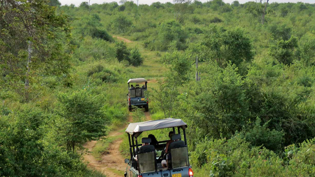 Safari dans le parc national d'Udawalawe au départ de Hikkaduwa