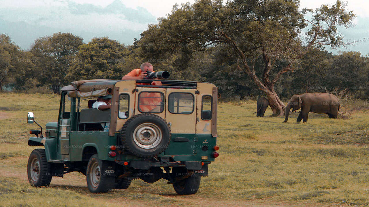 Safari dans le parc national d'Udawalawe depuis Tangalle