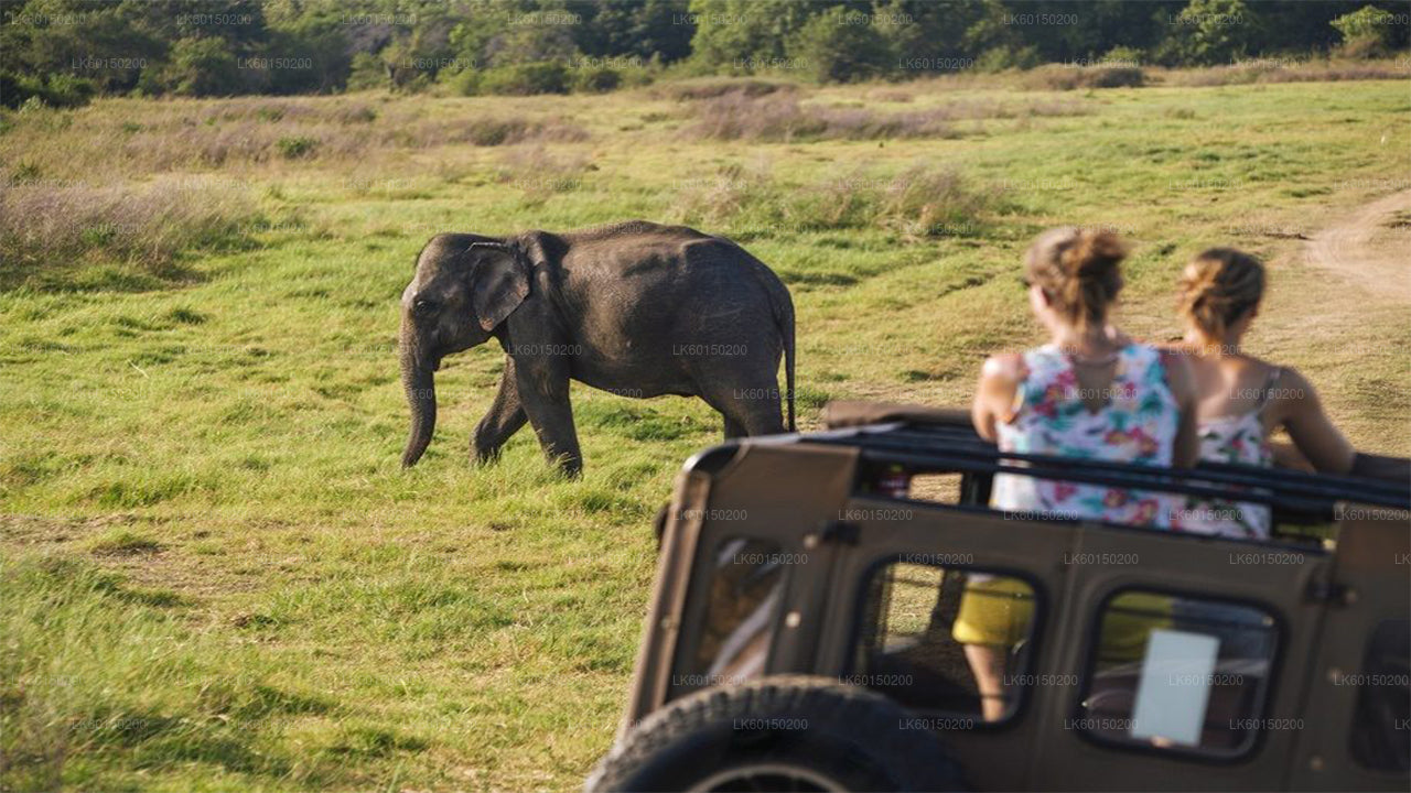 Safari dans le parc national d'Udawalawe depuis Tangalle