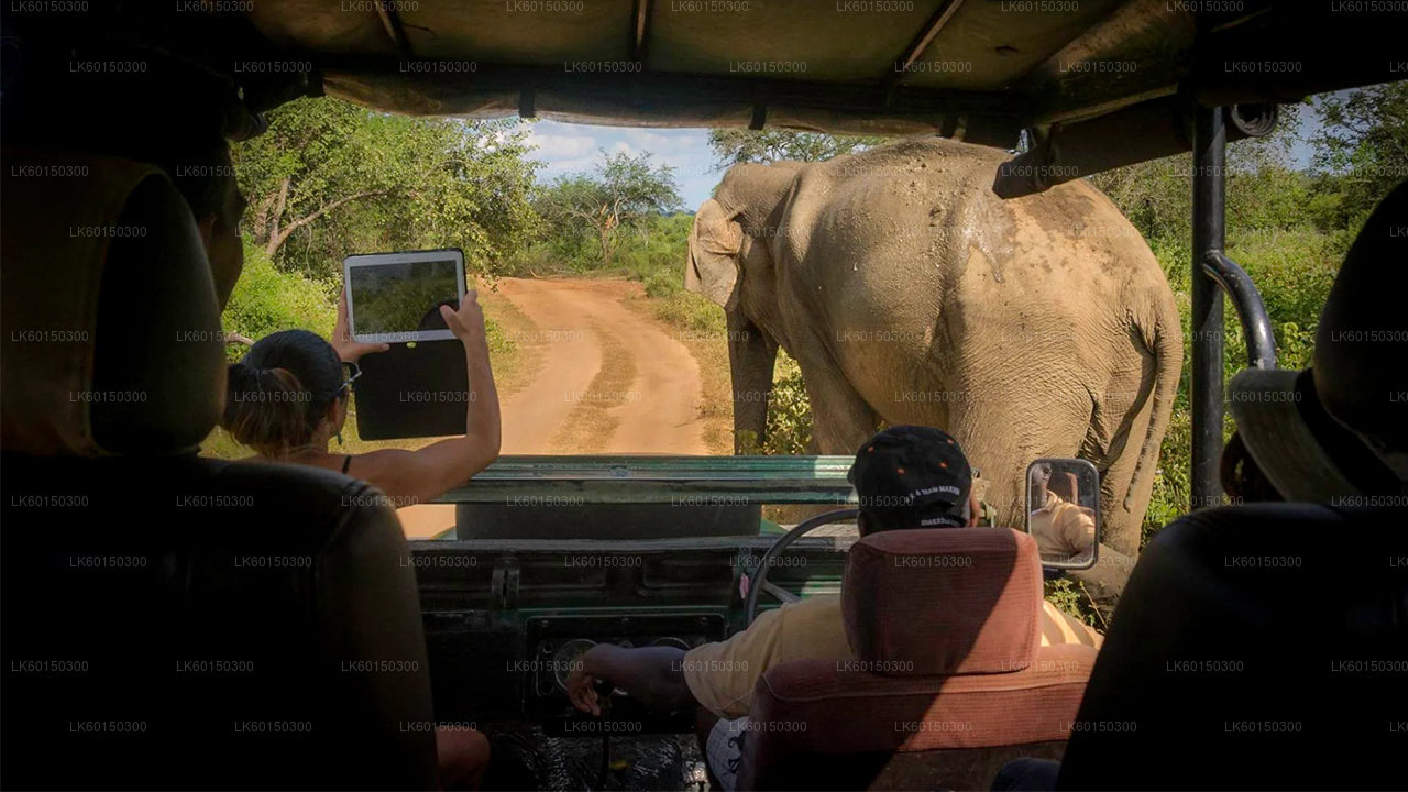 Safari dans le parc national de Yala au départ de Tangalle