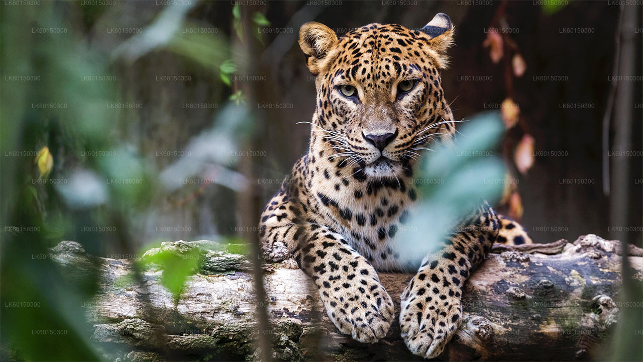 Safari dans le parc national de Yala au départ de Tangalle