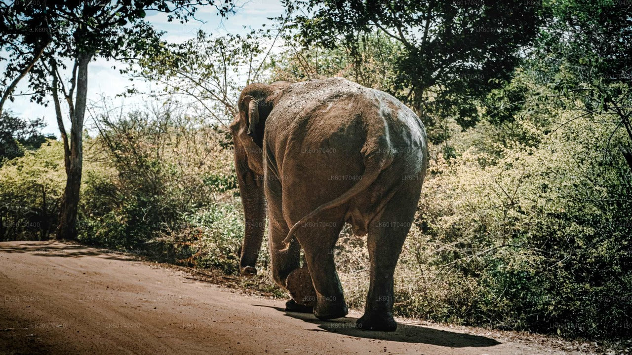 Safari au rocher de Sigiriya et à dos d'éléphant sauvage au départ de Kandy