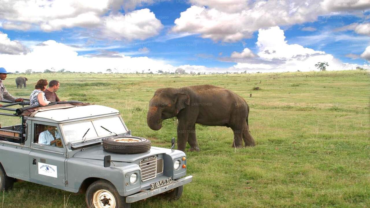 Safari au rocher de Sigiriya et à dos d'éléphant sauvage au départ de Kandy