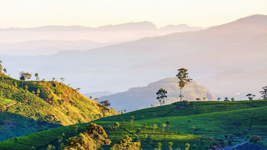 Point de pic des Central Highlands depuis Kandy