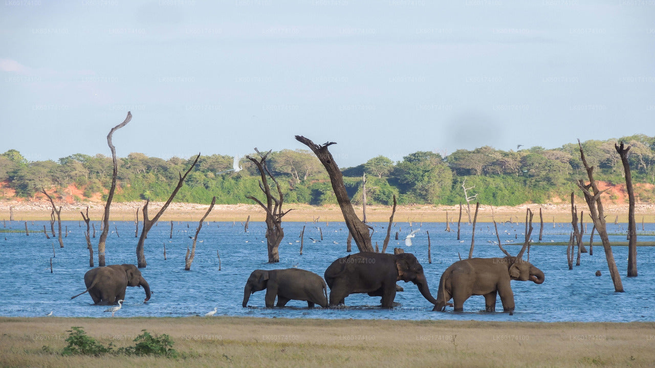 Safari dans le parc national de Kaudulla au départ de Kandy