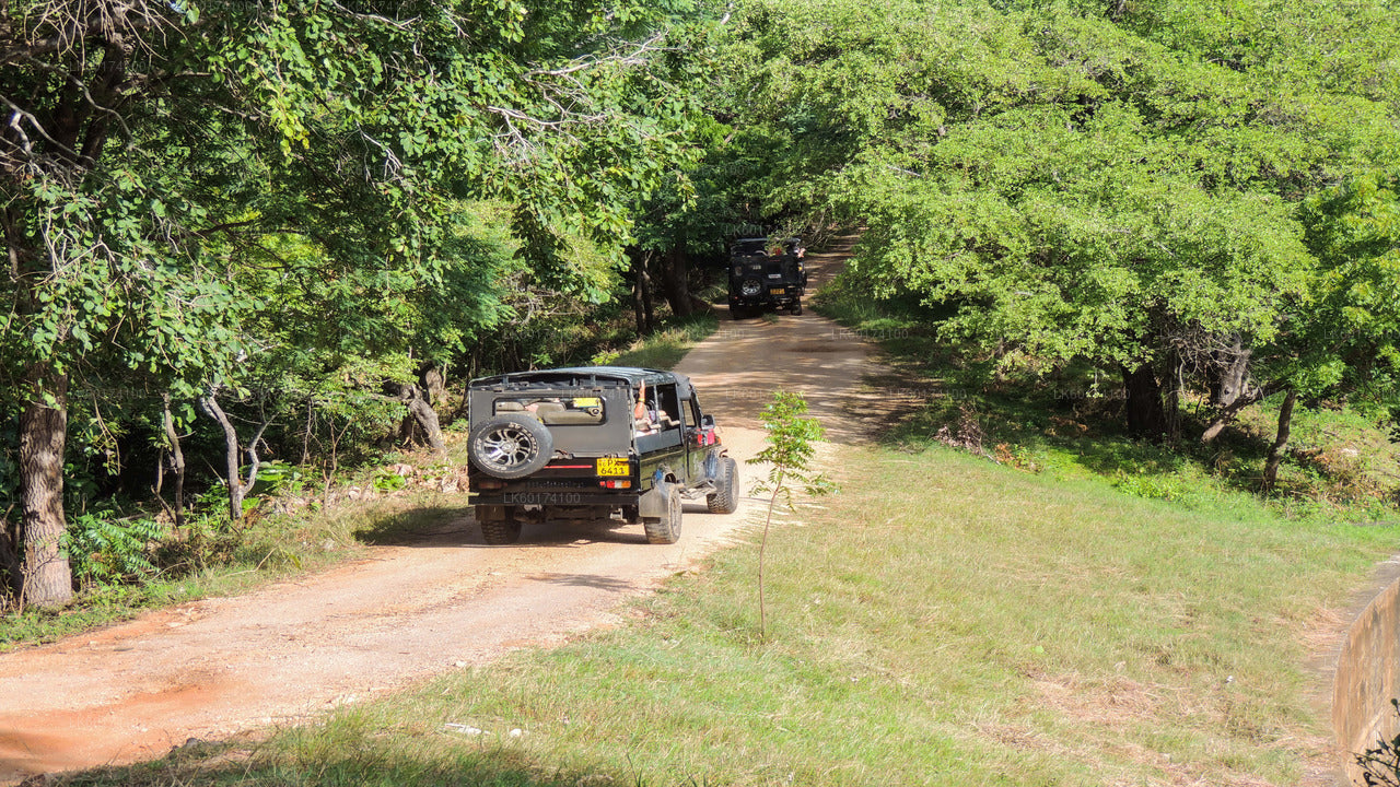 Safari dans le parc national de Kaudulla au départ de Kandy