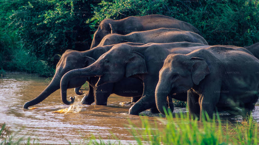 Safari dans le parc national de Wasgamuwa au départ de Kandy