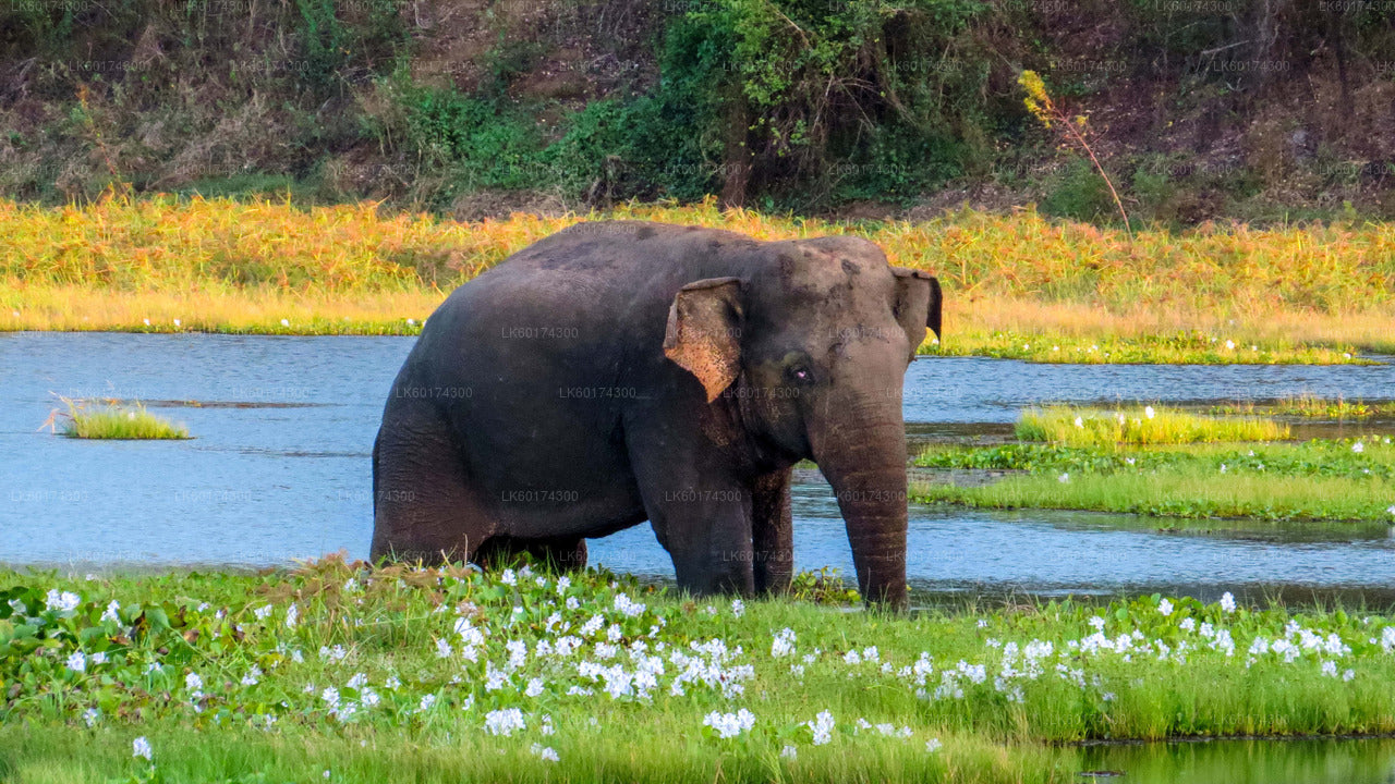 Safari dans le parc national de Wasgamuwa au départ de Kandy