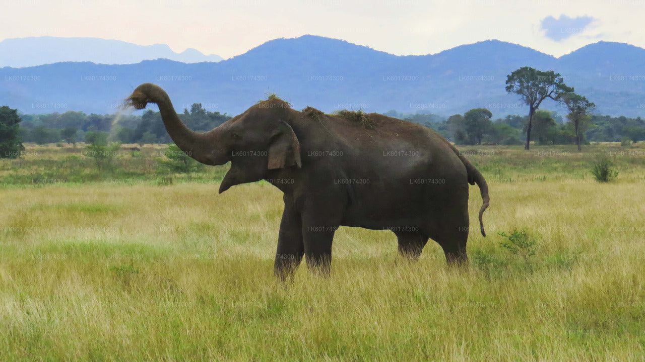 Safari dans le parc national de Wasgamuwa au départ de Kandy