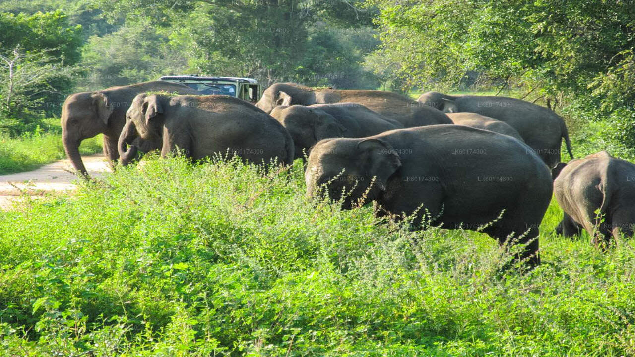 Safari dans le parc national de Wasgamuwa au départ de Kandy