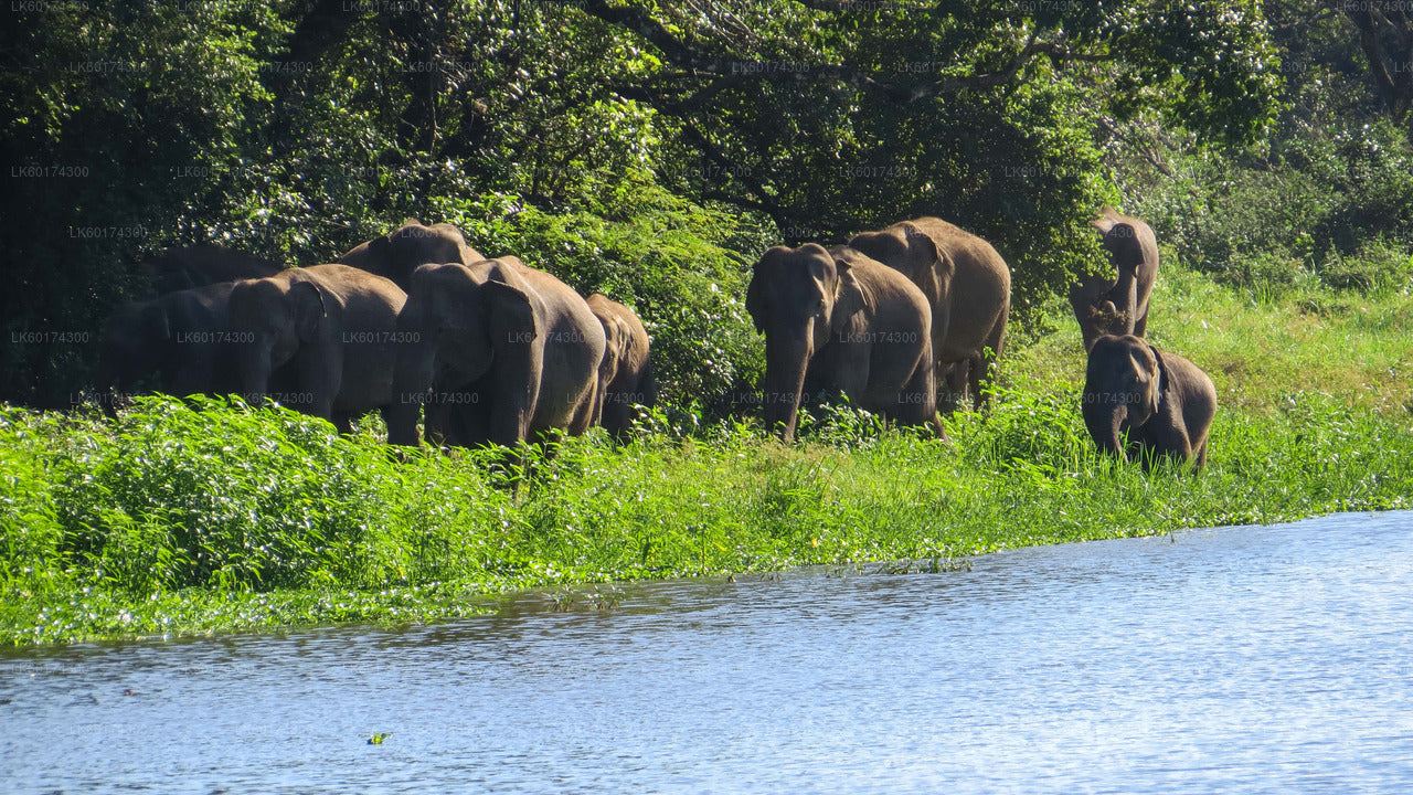 Safari dans le parc national de Wasgamuwa au départ de Kandy