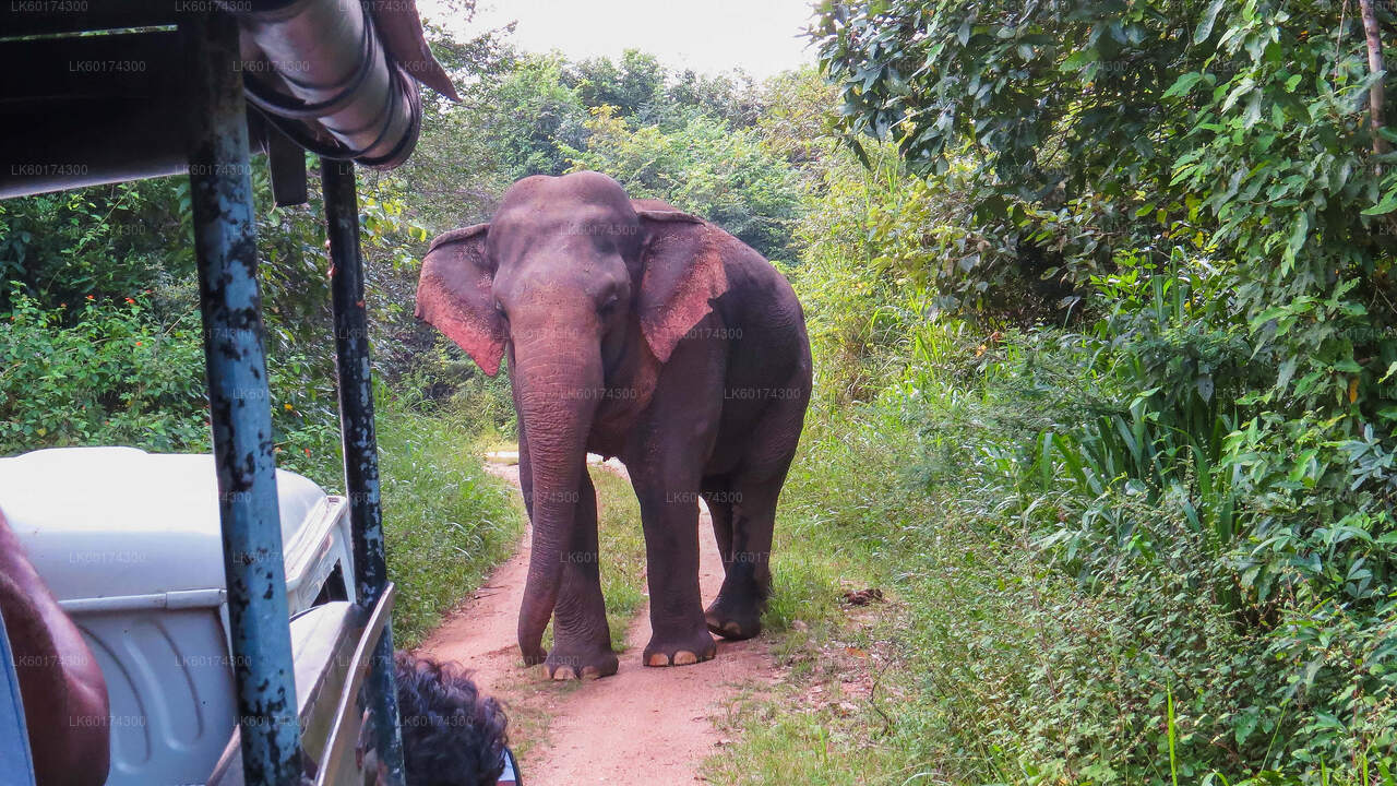 Safari dans le parc national de Wasgamuwa au départ de Kandy