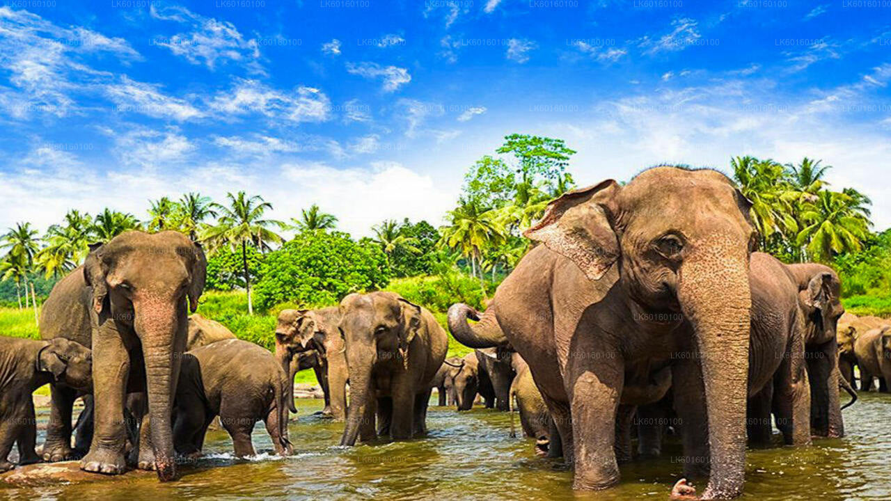 Excursion à Pinnawala et Kandy au départ de Colombo