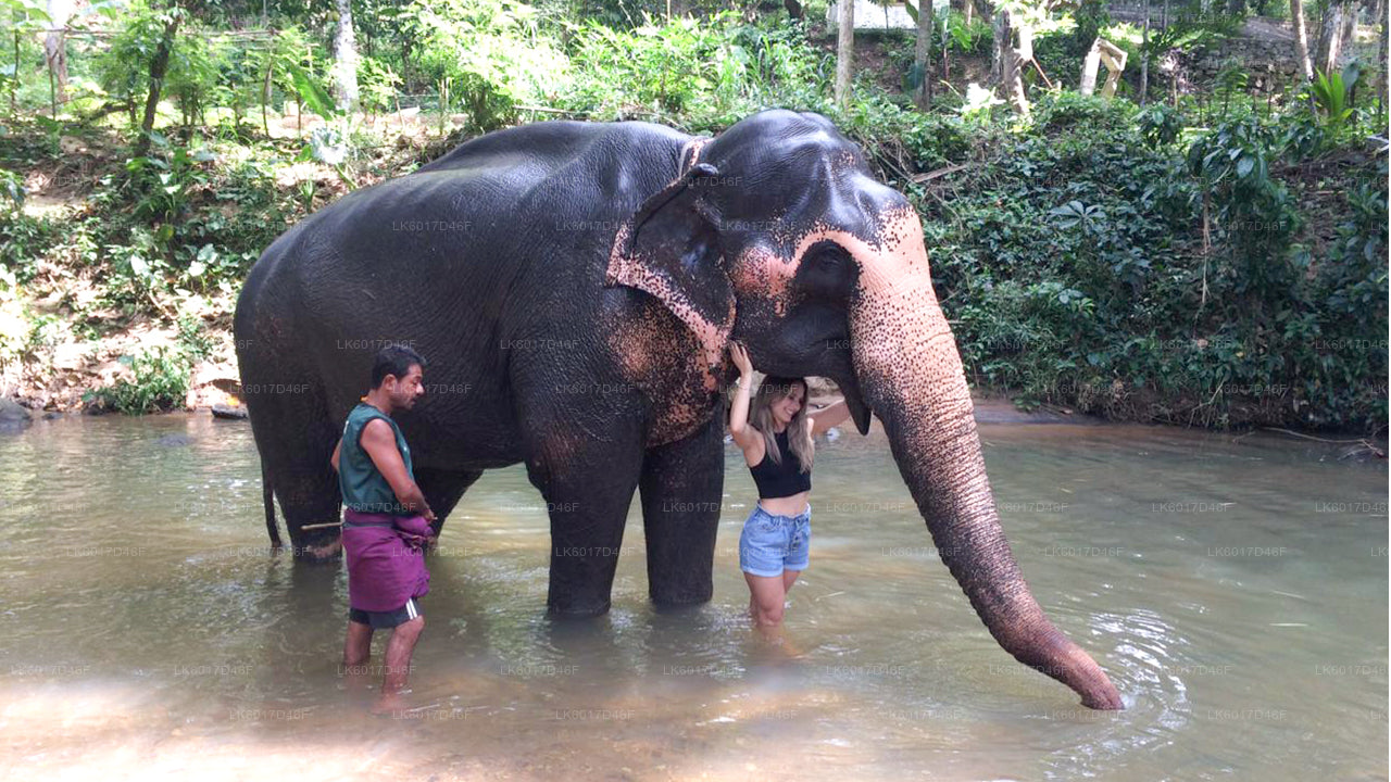 Fondation Millennium Elephant de Colombo