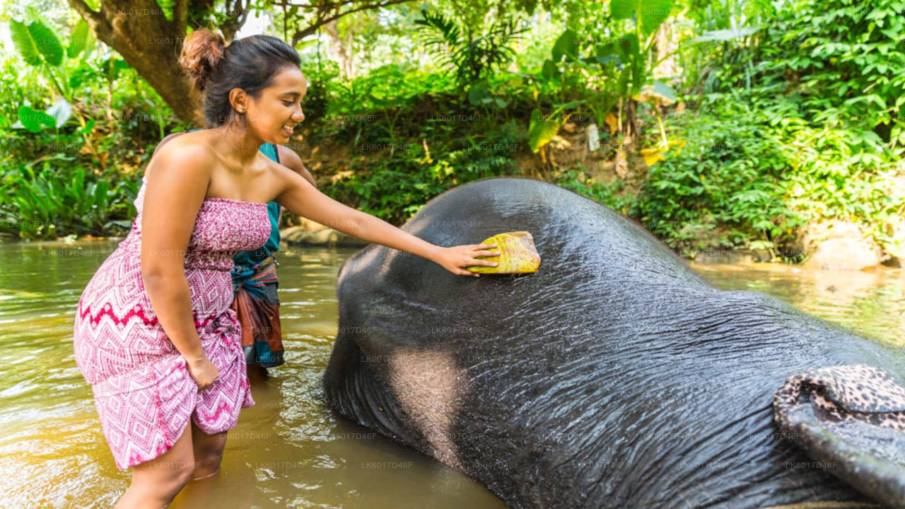 Fondation Millennium Elephant de Colombo