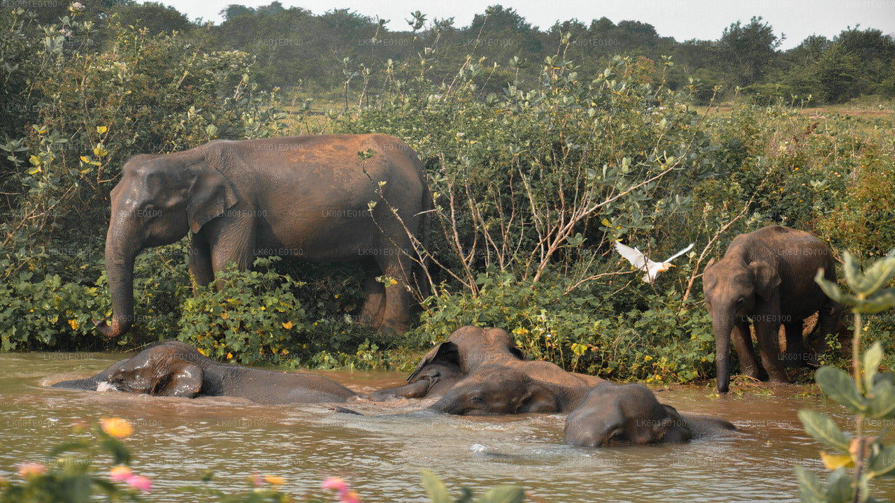 Safari dans le parc national d'Udawalawe au départ de Koggala