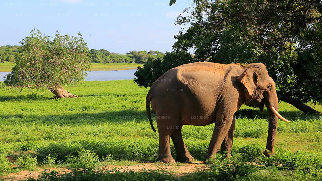 Safari dans le parc national de Bundala au départ de Koggala
