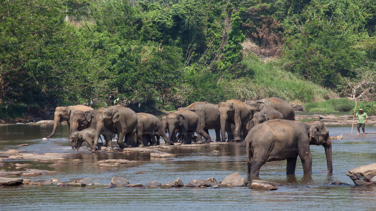 Pinnawala Elephant Orphanage from Negombo