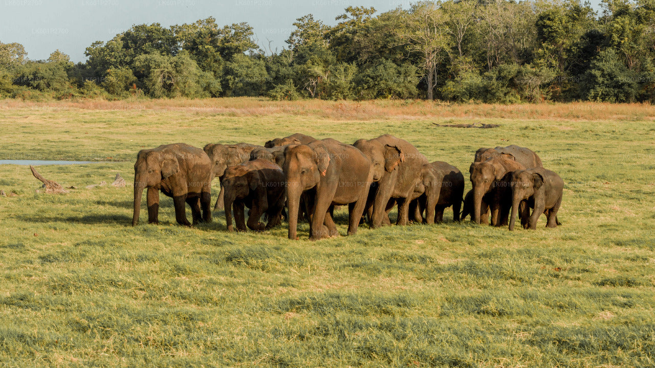 Safari sur le rocher de Sigiriya et les éléphants sauvages au départ de Negombo