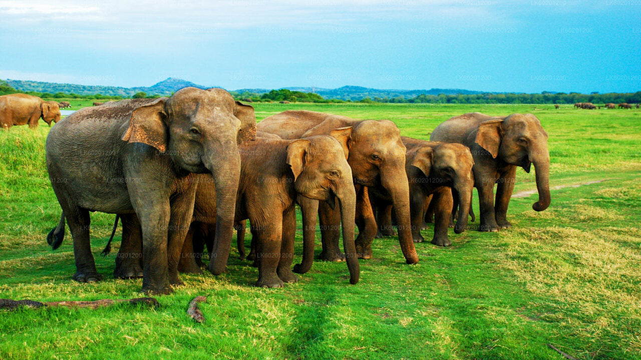 Safari au rocher de Sigiriya et à dos d'éléphant sauvage au départ de Sigiriya
