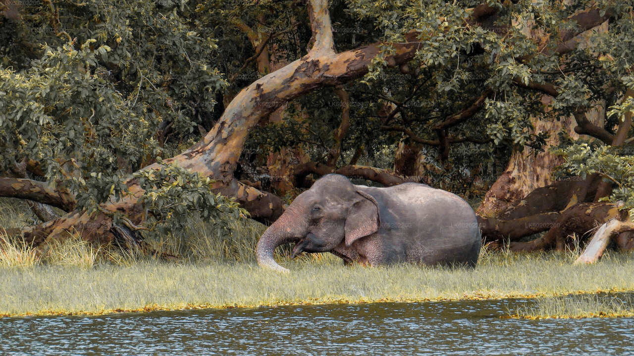 Safari dans le parc national de Wilpattu au départ de Sigiriya