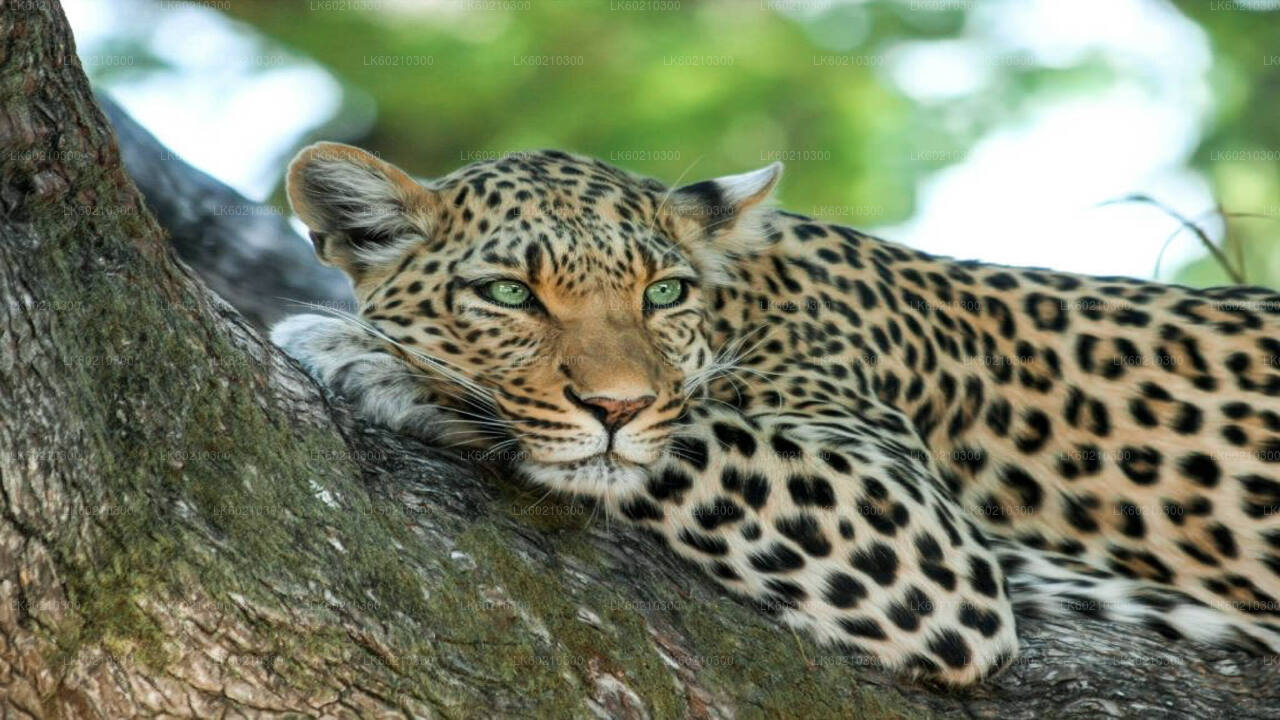 Safari dans le parc national de Yala au départ de Tangalle