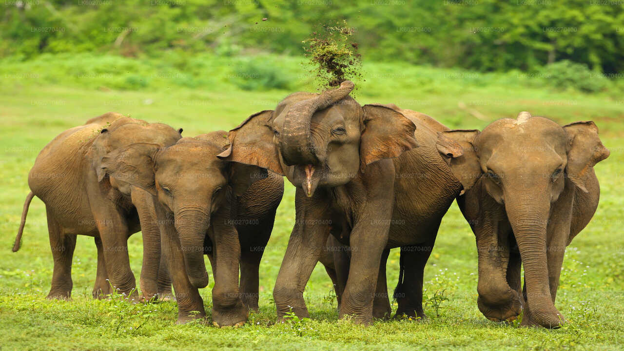 Safari dans le parc national d'Udawalawe au départ de Dikwella