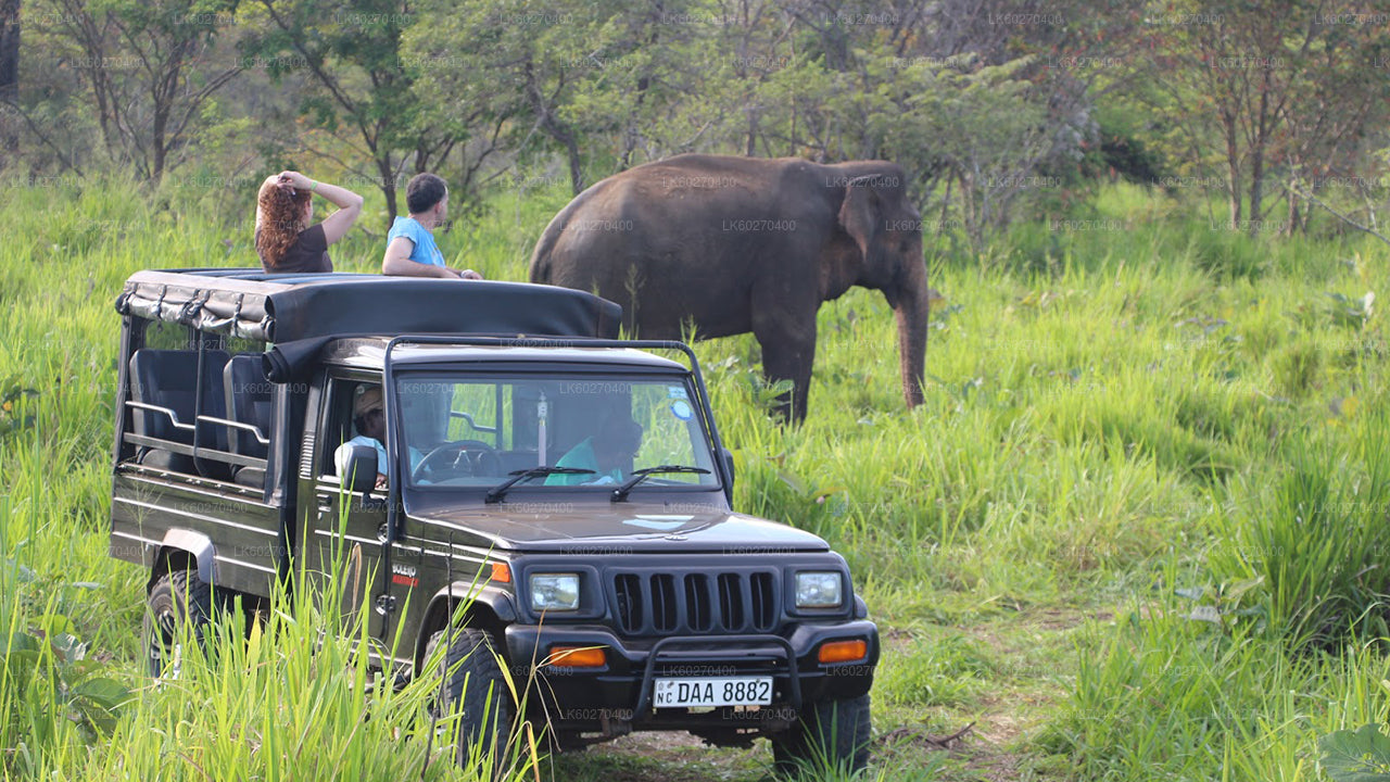 Safari dans le parc national d'Udawalawe au départ de Dikwella