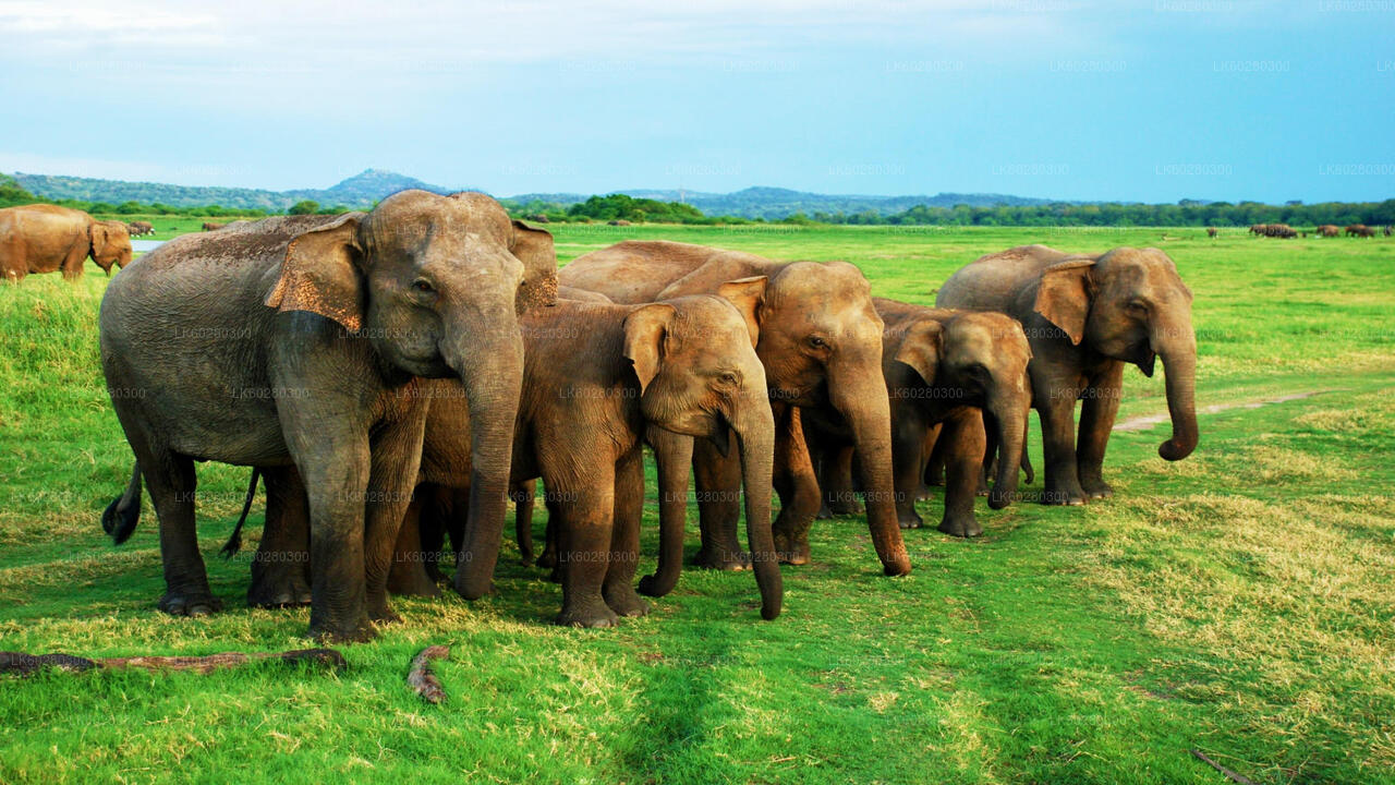 Safari dans le parc national d'Udawalawe au départ de Hambantota