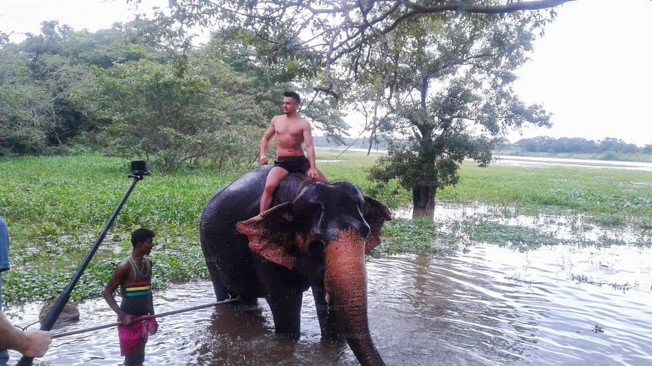 Safari à dos d'éléphant depuis Habarana