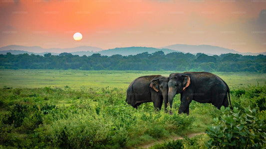 Safari dans le parc national d'Udawalawe au départ de Weligama