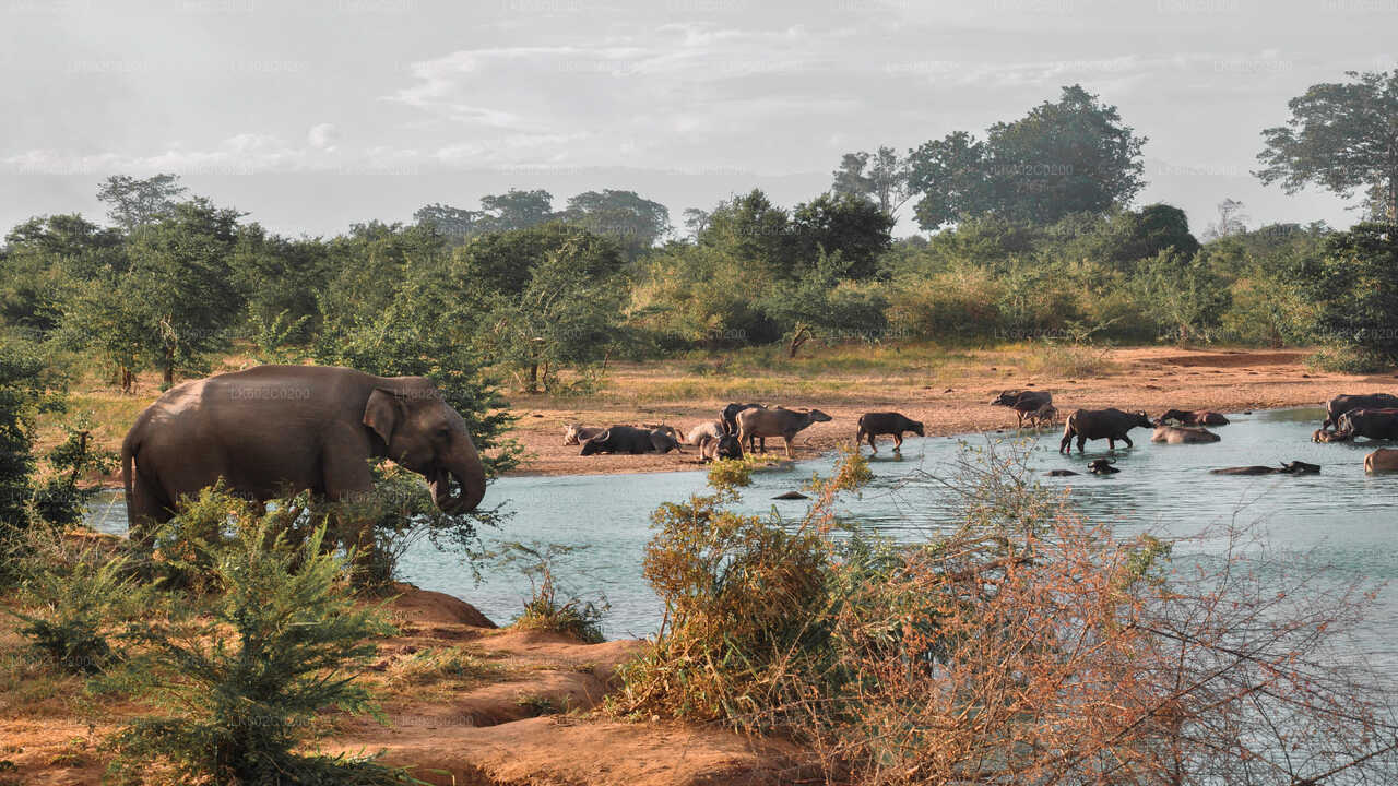 Safari dans le parc national d'Udawalawe au départ de Weligama