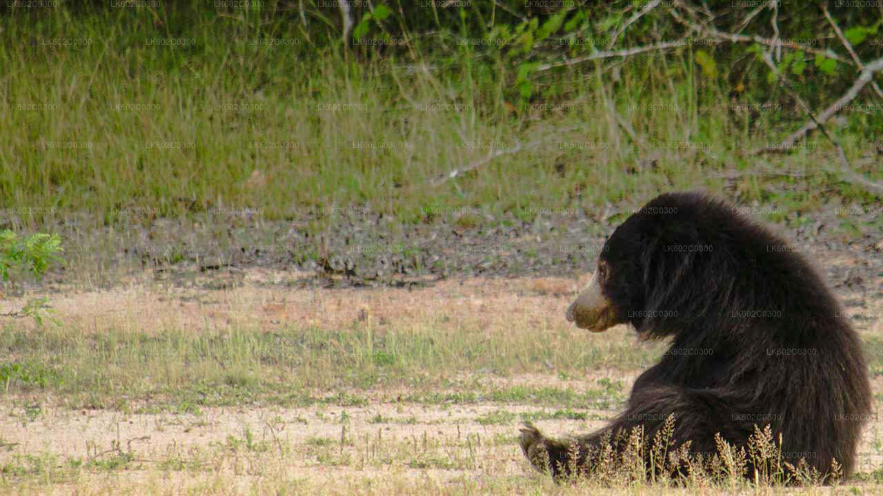 Safari dans le parc national de Yala au départ de Weligama