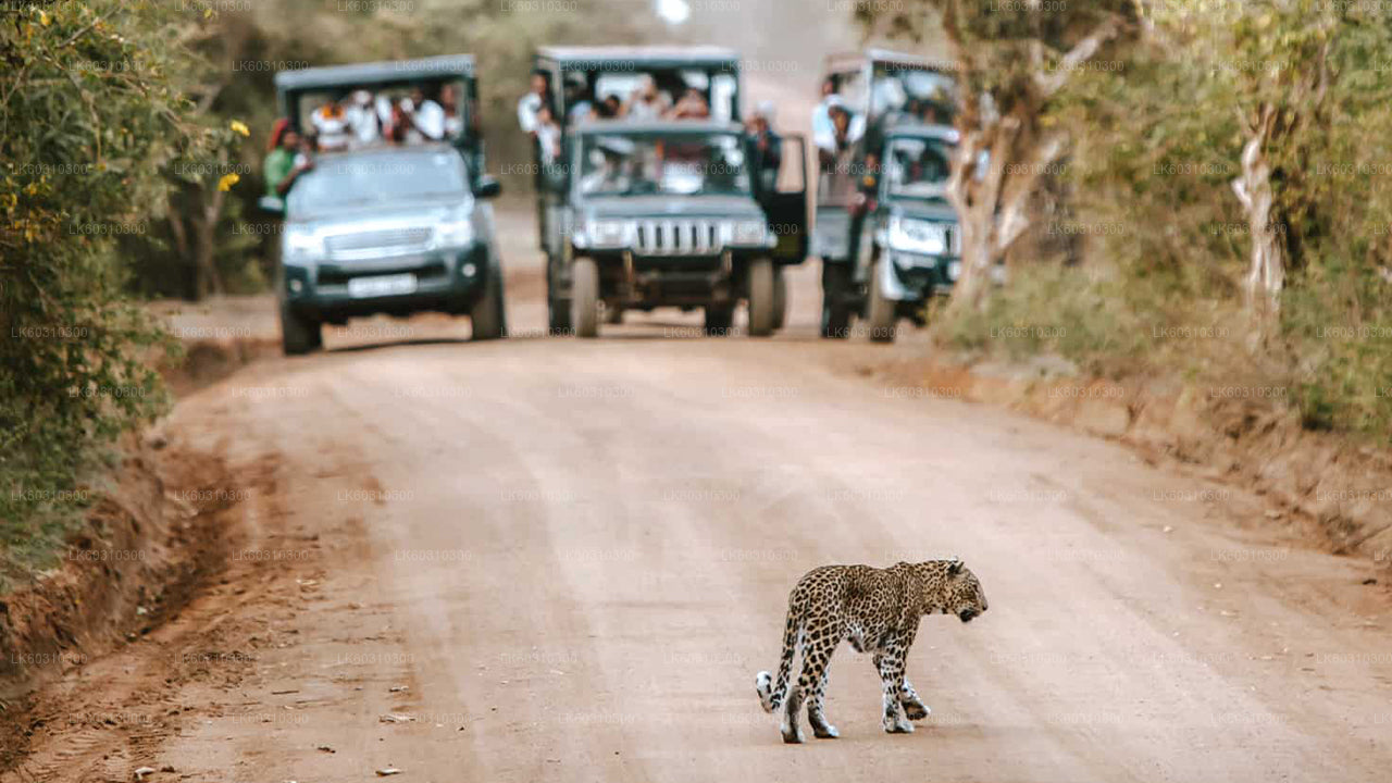 Safari dans le parc national de Yala au départ de Tangalle