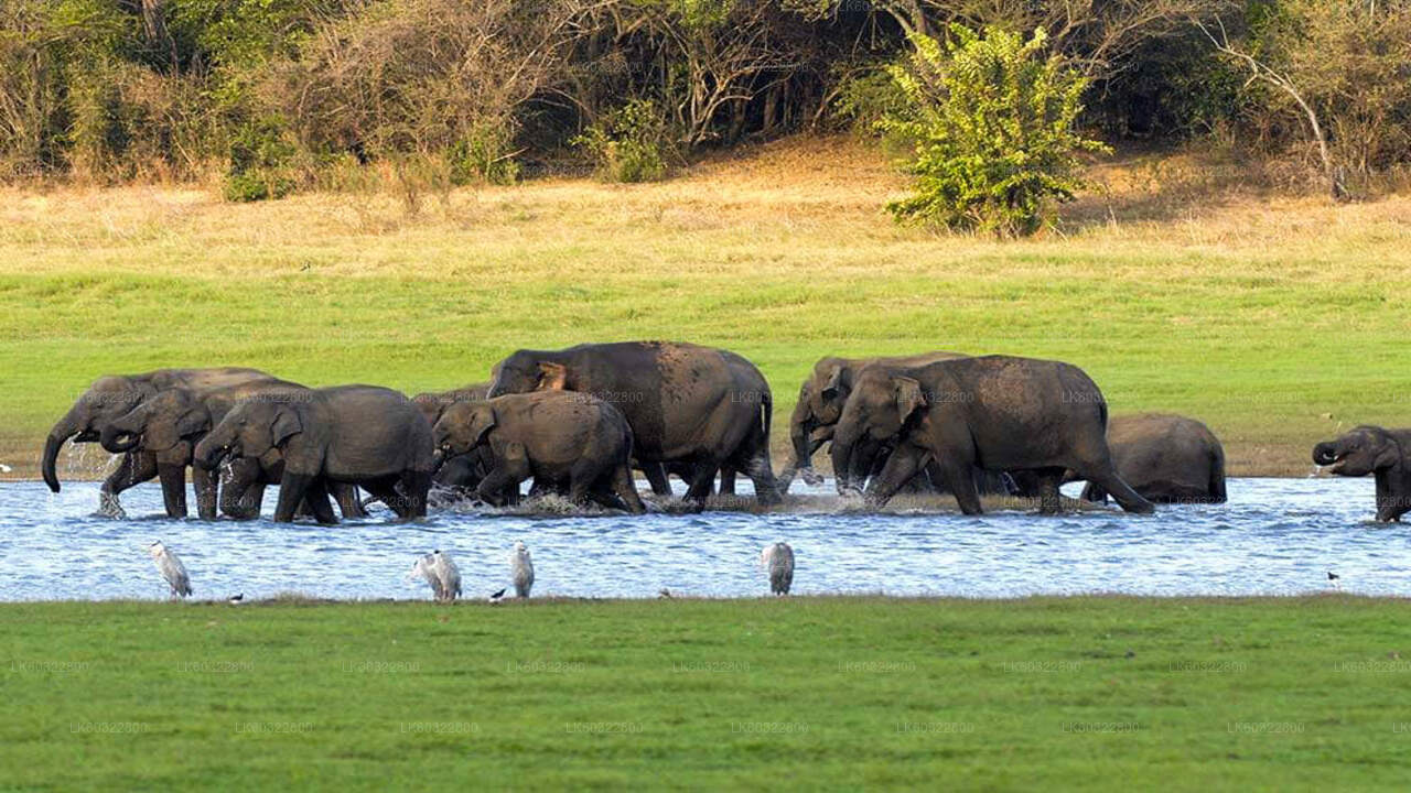 Safari dans le parc national de Kaudulla depuis Habarana