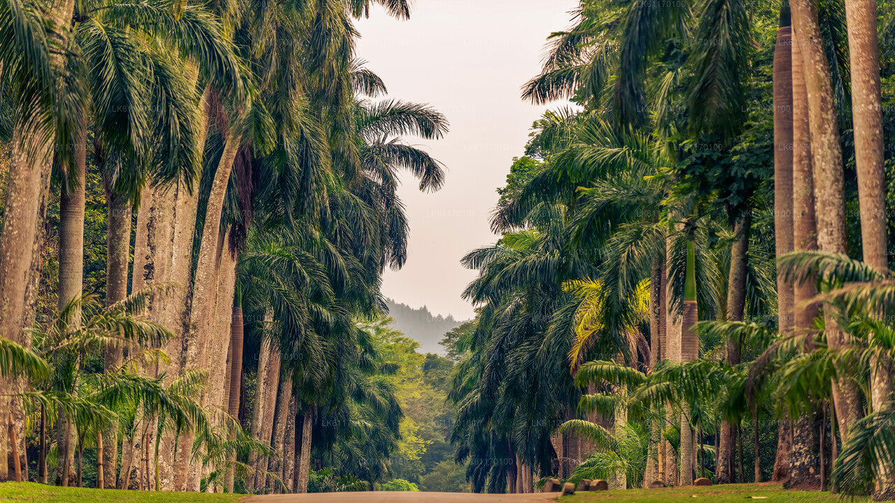 Visite de la ville de Kandy