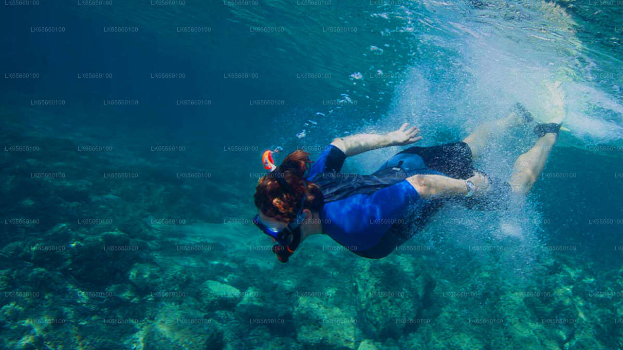 Plongée sous-marine à Mount Lavinia
