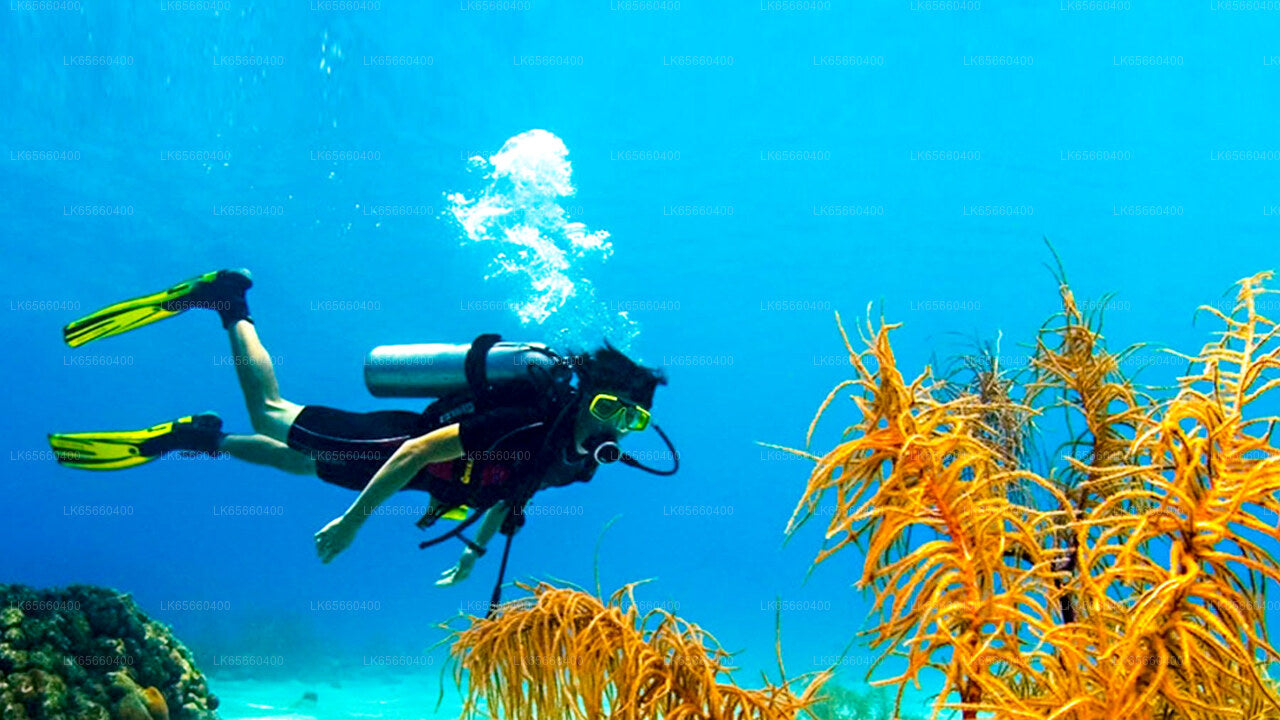 Diving from Mount Lavinia - 10 dive Package