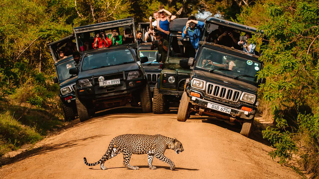 Billet d'entrée au parc national de Yala