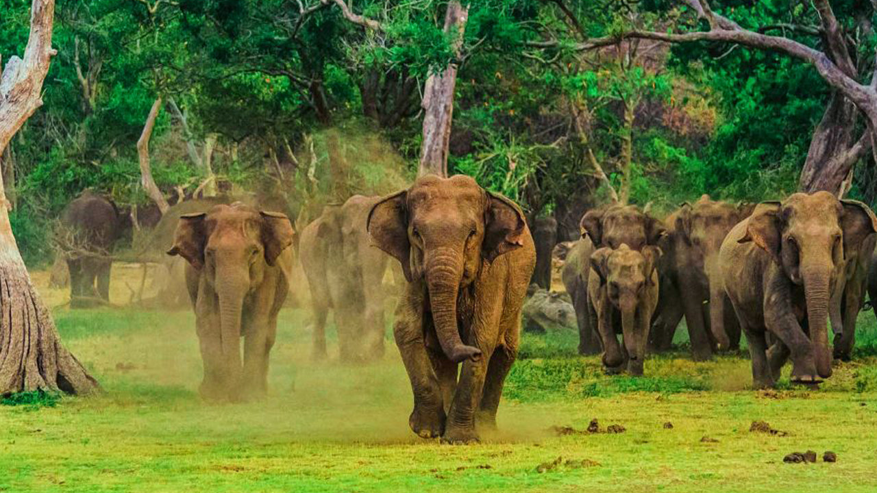 Billet d'entrée au parc national de Yala