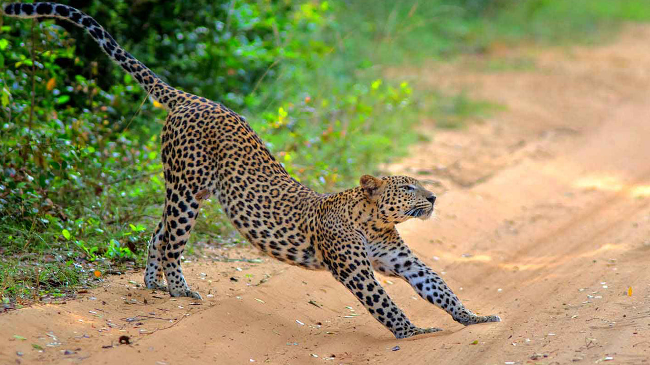 Billets d'entrée au parc national de Wilpattu